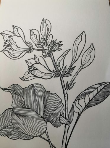 玉簪花 