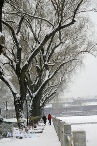 转载雪中什刹海组图