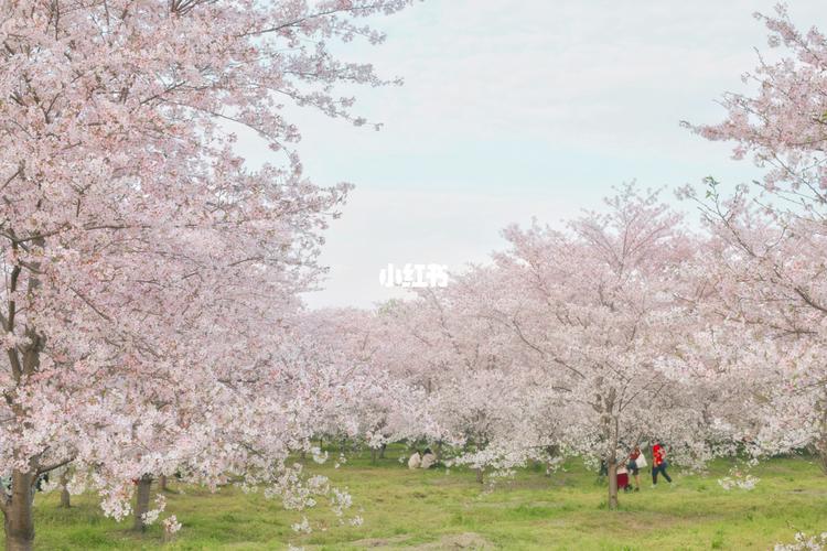 四歌樱花园—这应该是全杭州最壕气的樱花林_樱花_四歌樱花园_人工