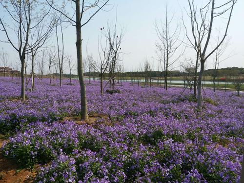 句容伏热花海——豆腐村——赤湖一日游