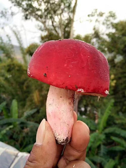 搜好货网为您找到1882张野生红菇的图片搜好货网拥有海量精选高清图片