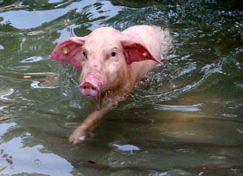 一头小猪正在水中游泳.