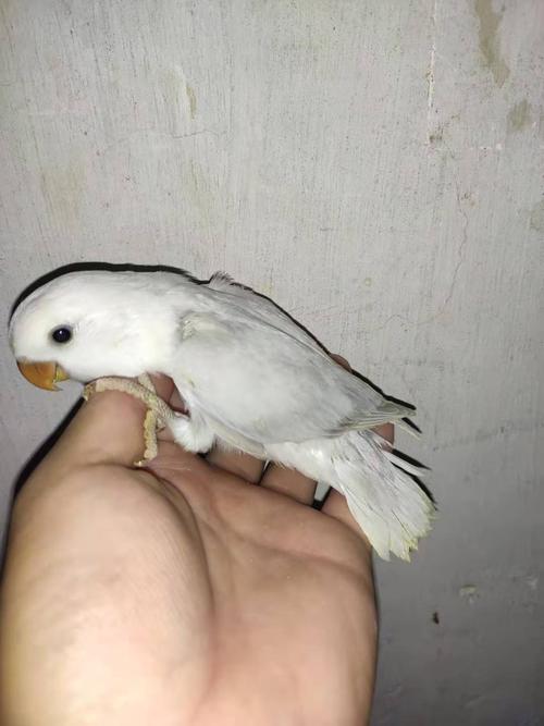 白面金顶澳桂小姐姐发来的反馈