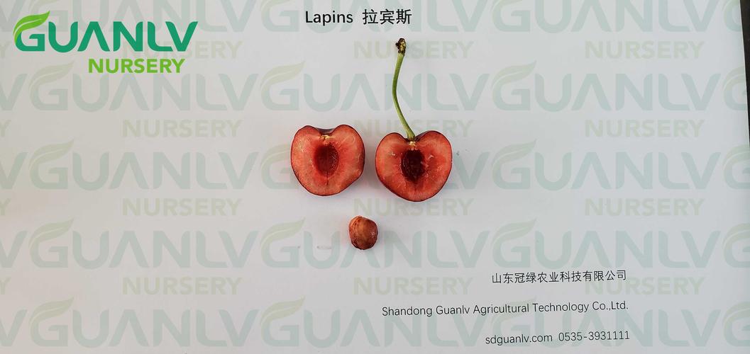拉宾斯 lapins