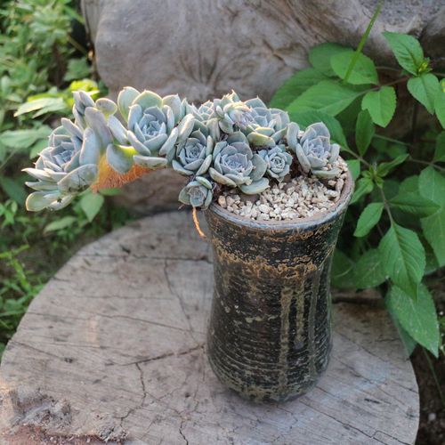 紫乐鲁氏石莲老桩金钱木 丸叶姬秋丽群生多肉植物悬崖老桩包邮