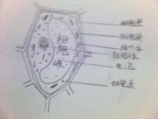 家里没有a4纸,翔就用素描纸折成16开大小,做生物作业,画植物细胞图.