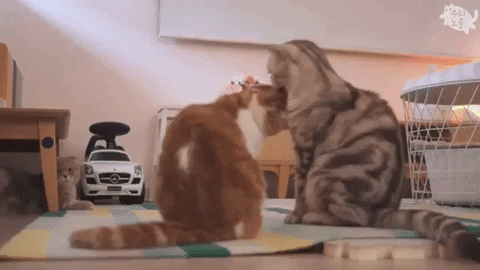 小动物猫猫狗狗治愈系可爱动图gif