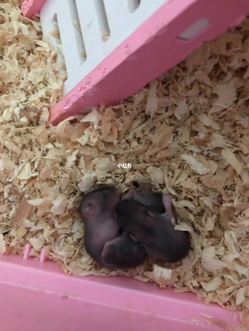 出生第二天vs出生第十一天_仓鼠_仓鼠宝宝_宠物_宠物