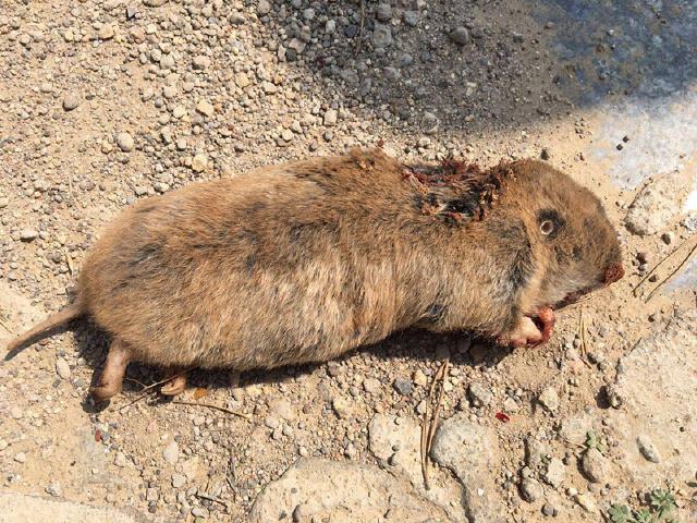 草原害鼠---中华鼢鼠