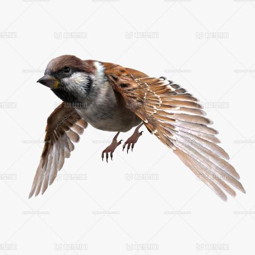 麻雀 小鸟 飞鸟 羽毛 翅膀  飞禽 动物 雀 皮毛 鸟类