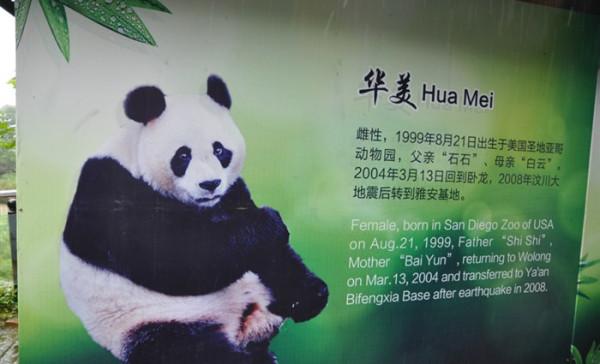 大家激动了半天,在基地工作人员的带领之下,来到了大熊猫的简介牌前