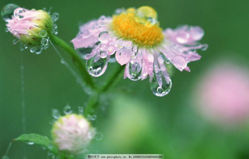 花朵露珠 露珠 花朵 自然景观 自然风景 摄影图库 350dpi jpg