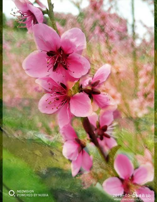 春风桃花柳万丝(画意摄影)