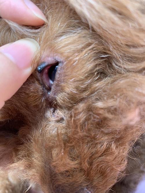 【讨论】狗狗上眼睑长了黑色的息肉状肿块