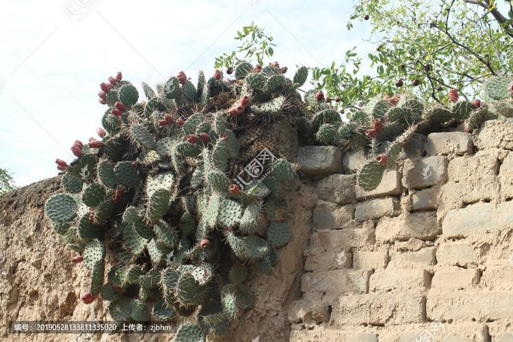 [正版商业] 仙人掌