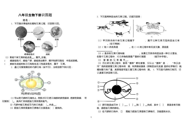 八年级生物下册识图题(2020年整理).pptx 7页