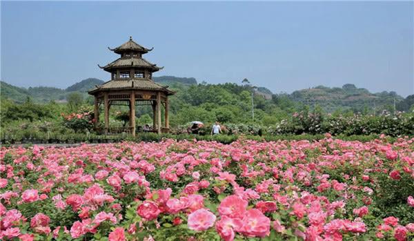 南川:木凉镇玫瑰园