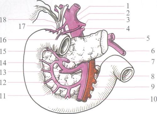 (图) 十二指肠的静脉