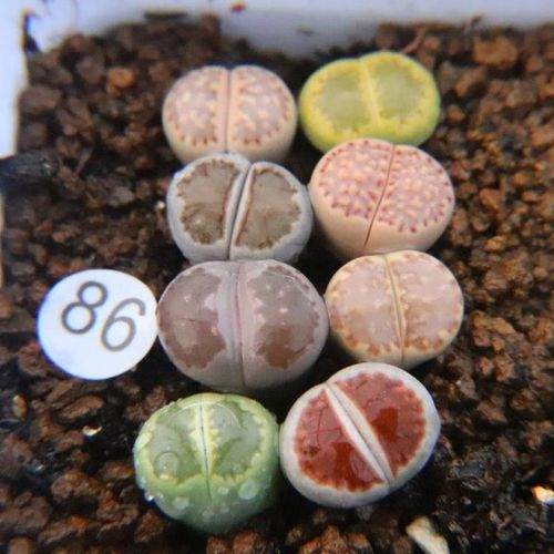 饼干寿丽 一物一拍 生石花饼干c217c171c216石生花