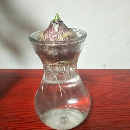 赖欣昀风信子观察日记