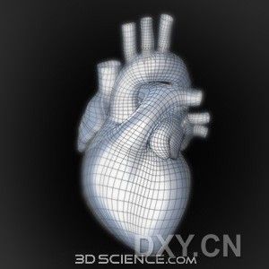 心脏三维解剖图