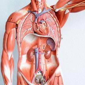 人体解剖学(英语:anthropotomy或human anatomy)是一门研究正常人体