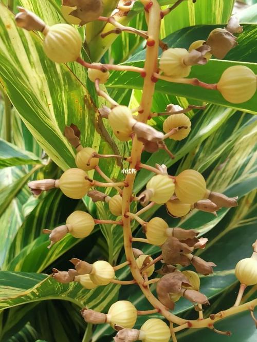 的艳山姜(假砂仁,豆蔻和砂仁的亲戚),花丶叶都挺美的,果实象个小灯笼