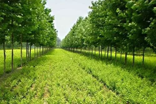 【养护】白露已过,园林苗圃的土肥管理技术必不可少!