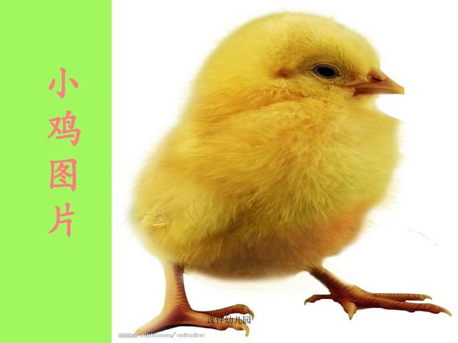 幼儿园课件小鸡和小鸭ppt