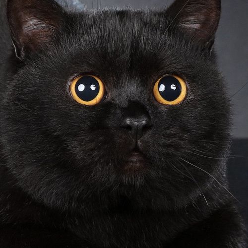 纯种孟买猫招财辟邪短毛黑猫幼崽活体宠物英短黑煤球纯黑活物猫咪