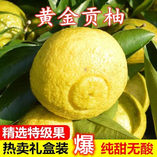 怀化洪江黄金贡柚湖南小柚子新鲜水果黄肉甜柚子当季非葡萄柚包邮
