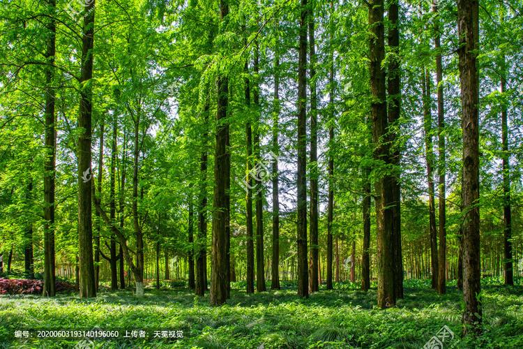 [正版商业] 树林