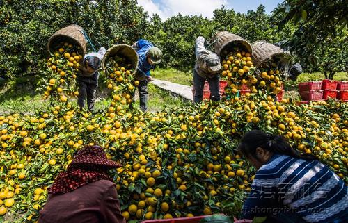 涂井乡友谊村柑橘园柑橘采摘