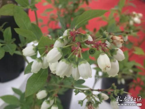 水果花系列之(七十七)越橘花