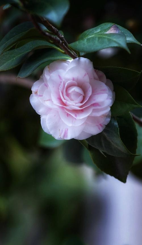 彩十八学士山茶,每朵花花色几乎都不重样,呈现出一树多色,一花多色的