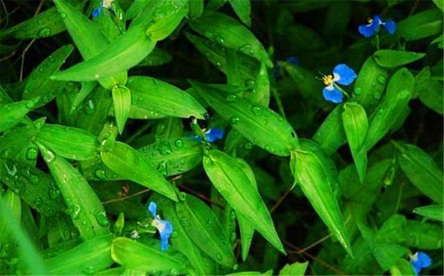 田里有一种草,叫"鸡舌草",农民除之而后快,如今能卖8元一斤