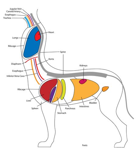 猎奇向:半人马身体构造?