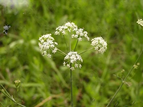  p>葛缕子属(学名: i>carum l.