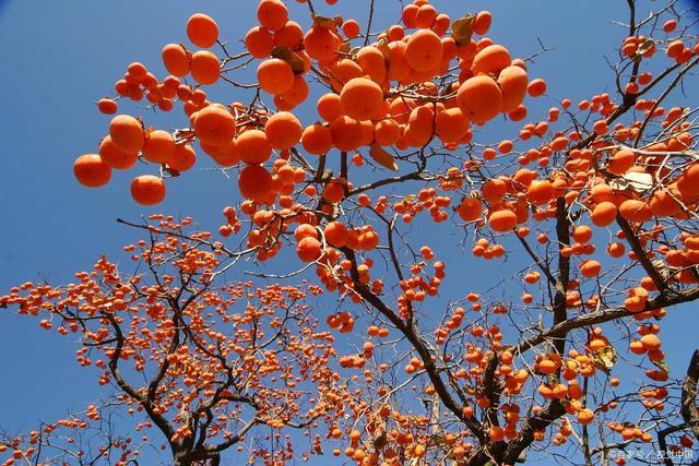 父亲种下的柿子树