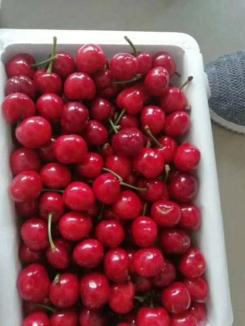 沂蒙山红灯大樱桃三斤一箱包邮