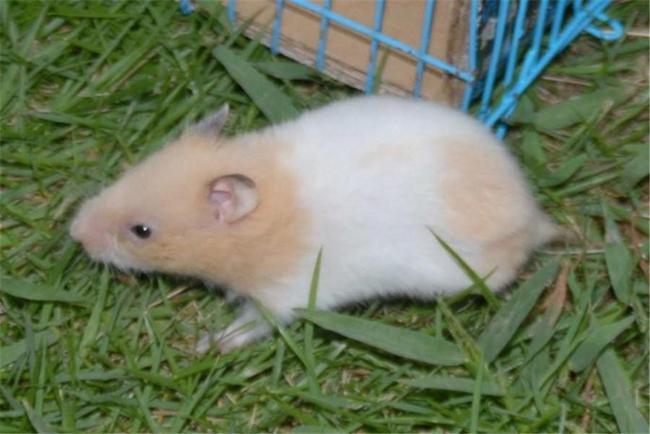 金丝熊抑郁的表现有哪些?