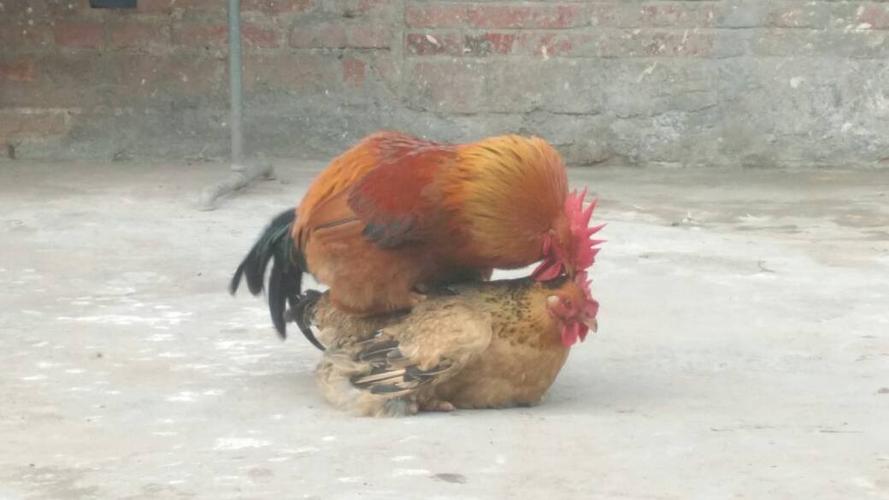 为什么公鸡踩到母鸡背上呢?