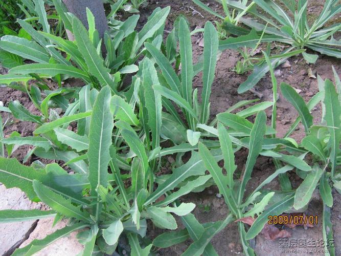 匍匐苦麦菜