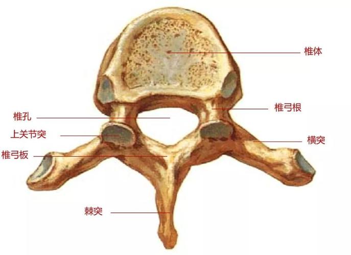 两个横突,四个关节突和一个棘突组成的骨结构,分颈椎骨,胸椎骨,腰椎骨
