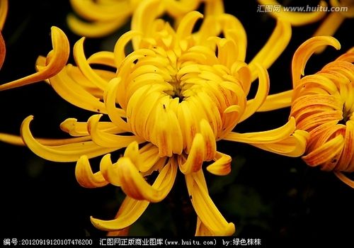 菊花 大黄袍