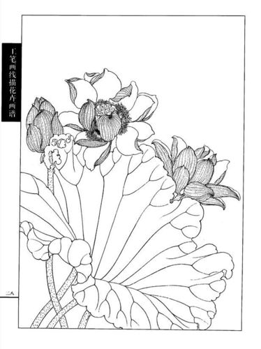 工笔画线描花卉画谱(荷花篇)