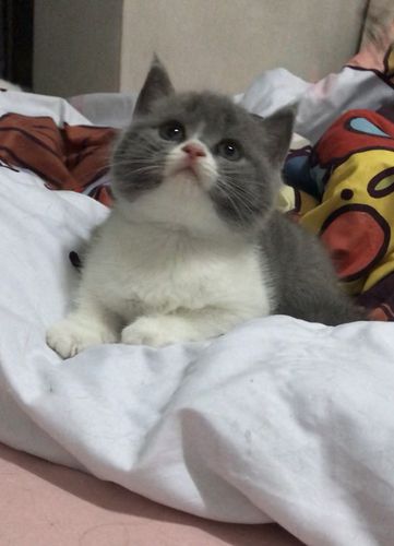 背,小正八,脸圆嘟嘟的,白白胖胖,健健康康,家里大猫平时吃的渴望和go