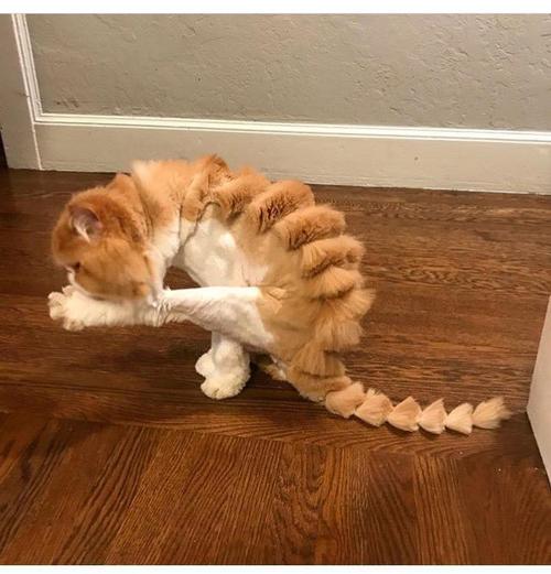 主人给猫咪做了个有范的造型, 它的玩伴看到后却笑晕了!