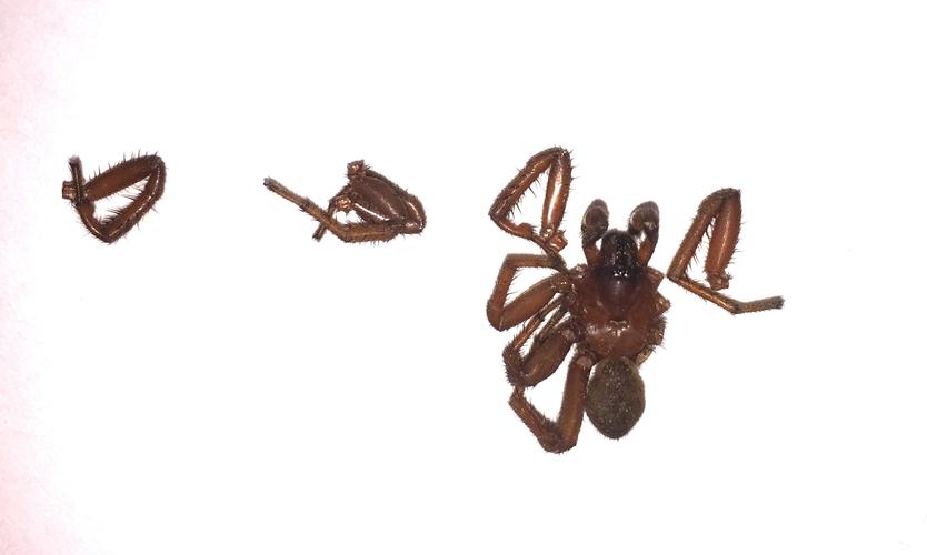 (wafer-lid trapdoor spiders)