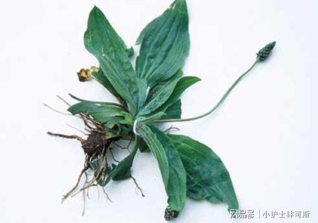 泡水喝有很多种功效,有利水通淋,渗湿止泻,清肝明目,清肺化痰作用
